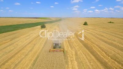 Aerial drone shot of a combine harvester working in a wheat field