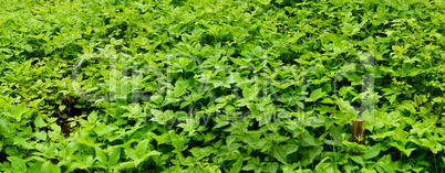 grüne Pflanzen Panorama