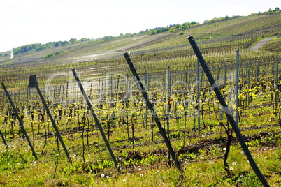 Weinberge im Drahtbau