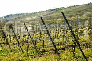 Weinberge im Drahtbau