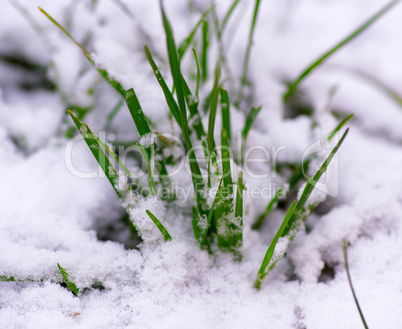 sprouted green grass through white snow