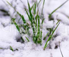sprouted green grass through white snow