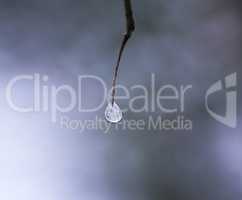 a frozen drop on a branch