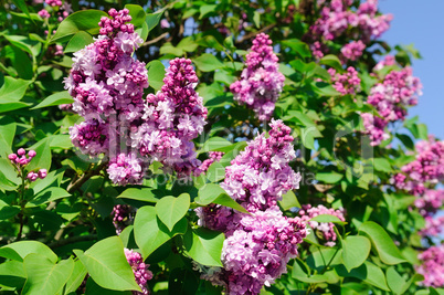 Purple lilac flowers spring blossom background.