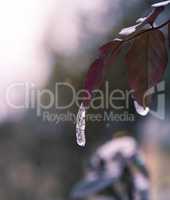 a frozen drop of water on a leaf of a rose