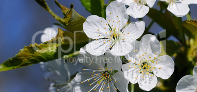 Spring flowers. Beautifully blossoming tree branch. Wide photo.