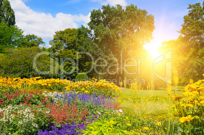 Summer park with beautiful flowers and sun.