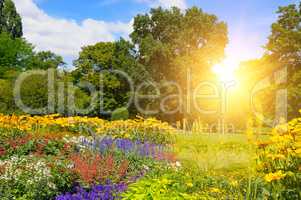 Summer park with beautiful flowers and sun.