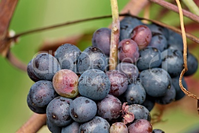 blaue Weintrauben am Rebstock