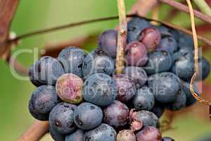blaue Weintrauben am Rebstock