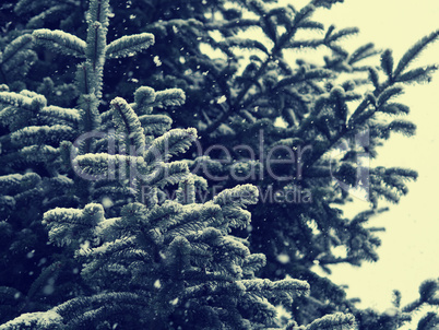 Winter background with fir tree