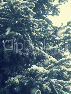 Winter background with fir tree and snow