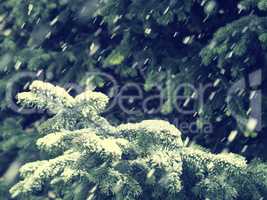 Winter background with fir tree and snow