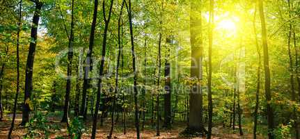 Autumn forest, yellow leaves and the sunset. Wide photo.