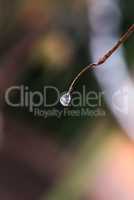 frozen drop on a branch