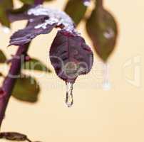 frozen drop of water on a leaf of a rose