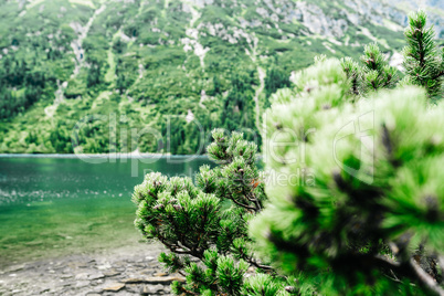 alpine lake sea eye in summer