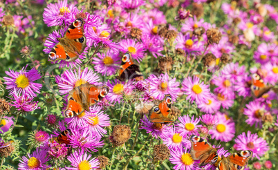 butterflies in the garden