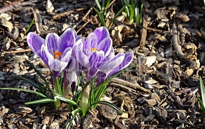 violetter Krokus im Frühling