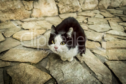 Black and white spotted kitten in garden, high angle view.