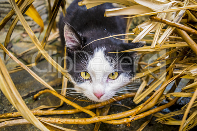Cute little cat hides in straw.