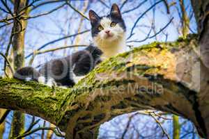 Cute black and white kitten on tree.