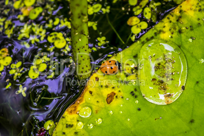 Water lily leaves with water drops and ladybird, closeup.