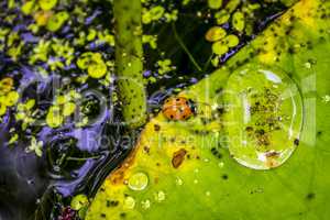 Water lily leaves with water drops and ladybird, closeup.