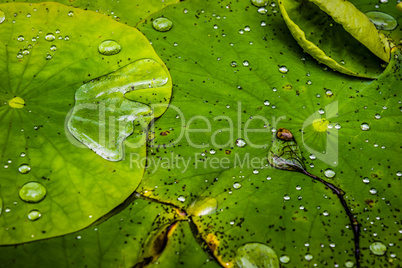 Water lily leaves with water drops, closeup.