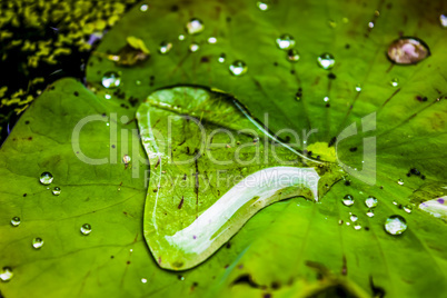 Water lily leaves with water drops, closeup.