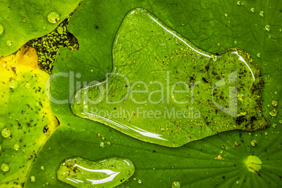 Water lily leaves with water drops, closeup.