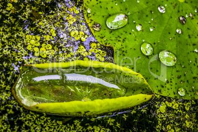 Water lily leaves with water drops, closeup.