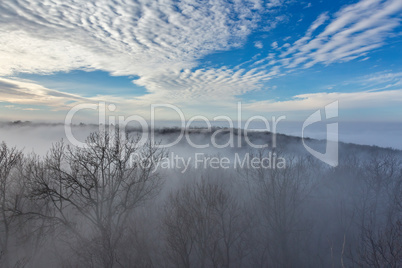 Fluffy clouds over the forest