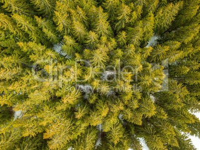 Green Spruce Forest and Some Snow on the Ground. Aerial View