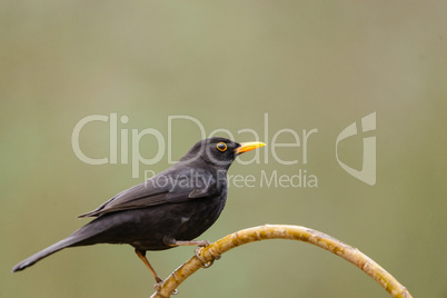 male of Common blackbird