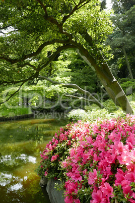 Vertical green plants and pink flower in Japan private zen park
