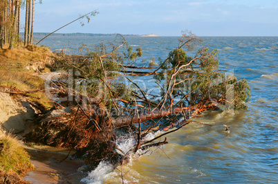 pine fell into a pond, trees after the storm broke and fell into the lake