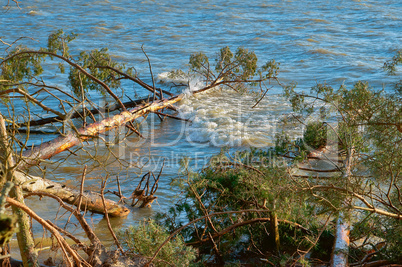 pine fell into a pond, trees after the storm broke and fell into the lake