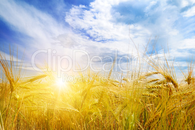 Wheat field and sunrise in the blue sky.