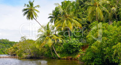 Tropical palm forest on the river bank. Wide photo.