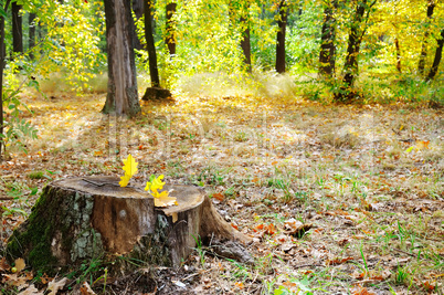 Old tree stump in autumn park.