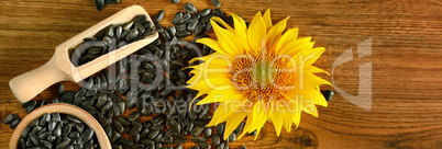 Seeds sunflower and flower on a wooden background. Wide photo.