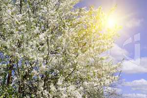 Beautifully blossoming tree branch. Cherry - Sakura and sun with