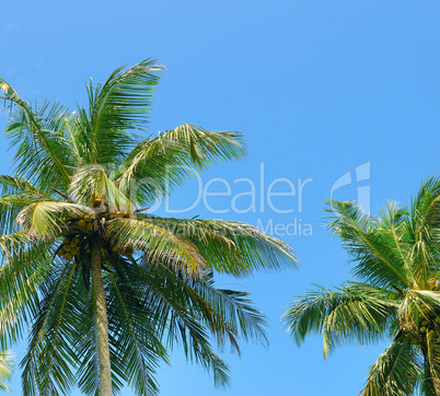 Tropical palm trees and blue sky.