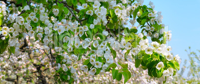 Flowering branch of pear blooming spring garden. Wide photo.