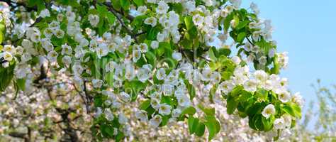 Flowering branch of pear blooming spring garden. Wide photo.