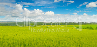 Wheat field and blue sky with clouds. Wide photo.