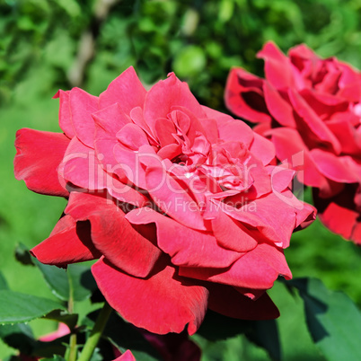 Beautiful roses in summer garden .