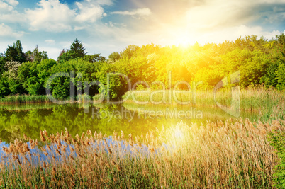 A picturesque lake overgrown with reeds. In the blue sky a brigh