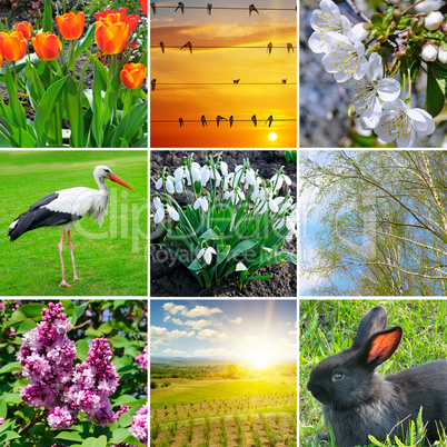 Spring collage. Flowering flowers, trees and migratory birds.